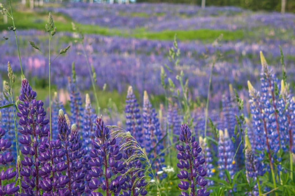 The Lupine Festival (21') 2