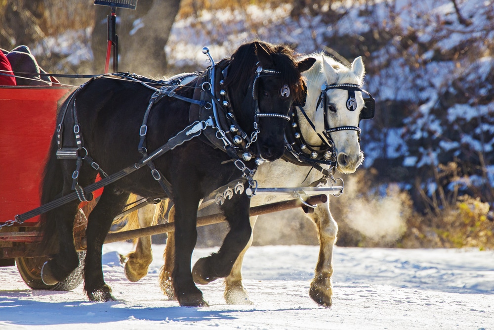 A sleigh ride is one of the most romantic things to do in the white mountains in the winter