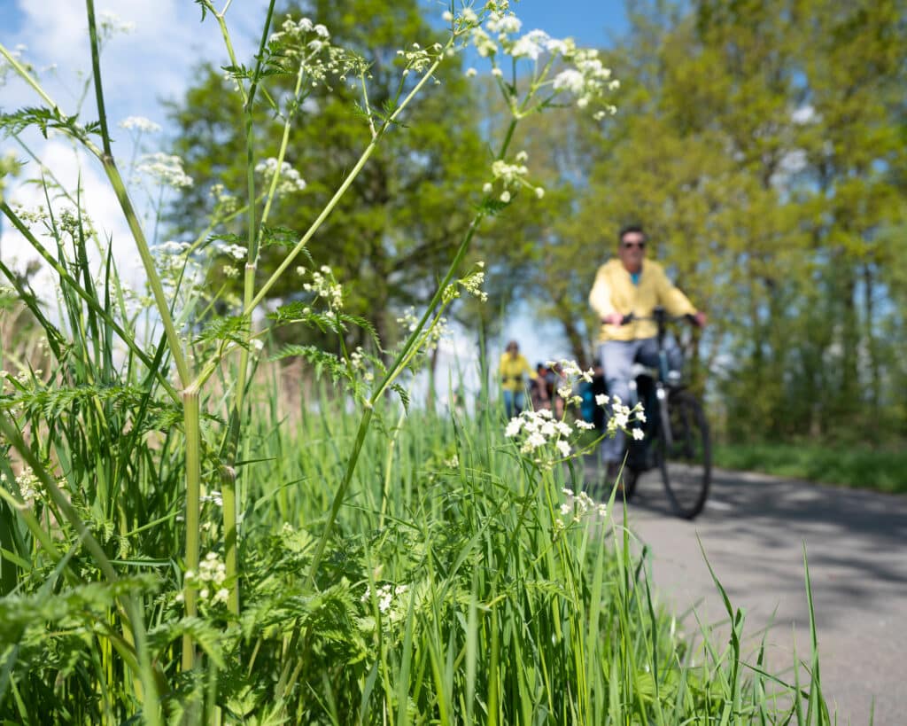 Wildflowers, people riding bikes in background on the Franconia Notch Bike Path